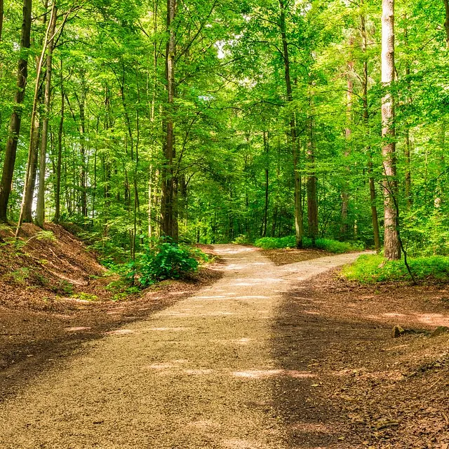 Wald - TiefenKraft aus Bad Zwischenahn